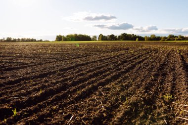 Ekin ekmeye hazır kara toprak. Çiftlikteki toprak. Zengin hasat konsepti. Tarım geçmişi. Çiftçilik kavramı.