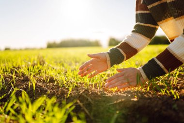 Dişi el, bitki filizini inceliyor. Doğal tarım kavramı, tarım.