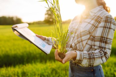 Tabletli kadın çiftçi filizleri tarlada yeşil buğday filizlerini değerlendiriyor. Çevresel tohumlar