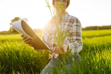 Tabletli kadın çiftçi filizleri tarlada yeşil buğday filizlerini değerlendiriyor. Çevresel tohumlar