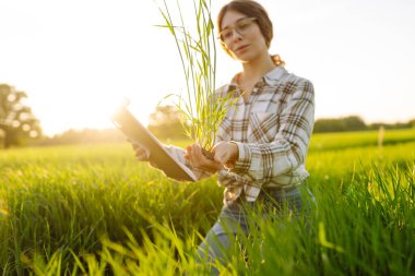 Tabletli kadın çiftçi filizleri tarlada yeşil buğday filizlerini değerlendiriyor. Çevresel tohumlar