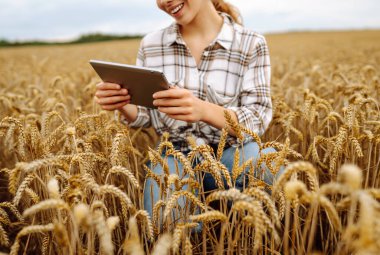 Tabletli kadın çiftçi tarlada buğday hasadı çalışıyor, tahıl ekmeyi planlıyor. Büyüme dinamikleri. Tarım ya da bahçıvanlık kavramı