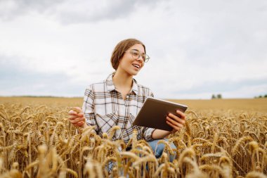 Tabletli kadın çiftçi tarlada buğday hasadı çalışıyor, tahıl ekmeyi planlıyor. Büyüme dinamikleri. Tarım ya da bahçıvanlık kavramı