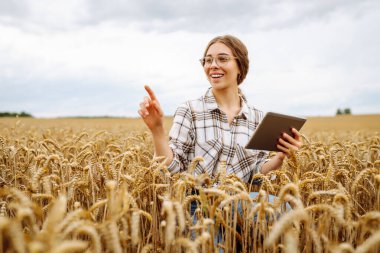 Tabletli kadın çiftçi tarlada buğday hasadı çalışıyor, tahıl ekmeyi planlıyor. Büyüme dinamikleri. Tarım ya da bahçıvanlık kavramı