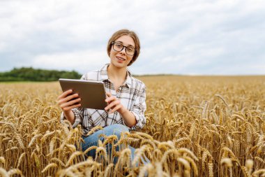 Tabletli kadın çiftçi tarlada buğday hasadı çalışıyor, tahıl ekmeyi planlıyor. Büyüme dinamikleri. Tarım ya da bahçıvanlık kavramı