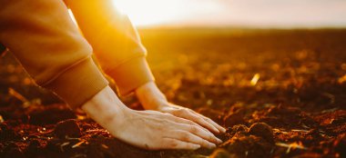 Çiftçi toprağı yakından tutuyor. Erkek elleri tarlada toprağa dokunuyor tarım, bahçıvanlık..