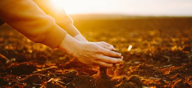 Çiftçi toprağı yakından tutuyor. Erkek elleri tarlada toprağa dokunuyor tarım, bahçıvanlık..