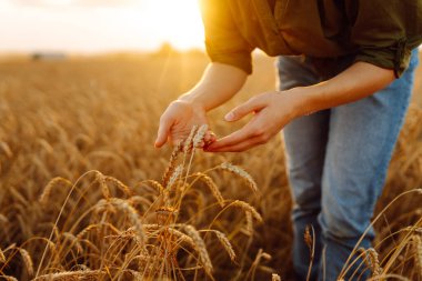 Genç bir dişi çiftçi altın buğday tarlasında hasatın kalitesini kontrol eder. Altın kulaklara dokunan kadın elinin yakın çekimi. Tarım sektörü konsepti, bereketli hasat.