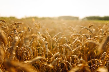 Bir altın buğday tarlası, öğleden sonra güneşinin sıcacık parıltısıyla aydınlanan araziye yayılır. Zengin hasat ve tarım sektörü kavramı.