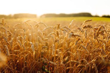 Bir altın buğday tarlası, öğleden sonra güneşinin sıcacık parıltısıyla aydınlanan araziye yayılır. Zengin hasat ve tarım sektörü kavramı.
