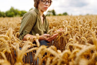 Genç kadın çiftçi, tarım alanında olgunlaşmış buğday başaklarını inceliyor. Dişi bir tarım uzmanı gün batımında hasatın kalitesini kontrol eder. Zengin hasat, tarım kavramı.