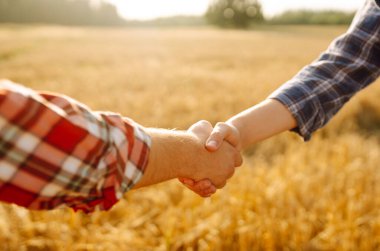 Güneş batan buğday tarlasına karşı tokalaşan iki çiftçinin yakın çekimi. Tarım alanında el sıkışan adamlar. İş, sözleşme konsepti.