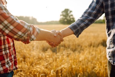 Güneş batan buğday tarlasına karşı tokalaşan iki çiftçinin yakın çekimi. Tarım alanında el sıkışan adamlar. İş, sözleşme konsepti.