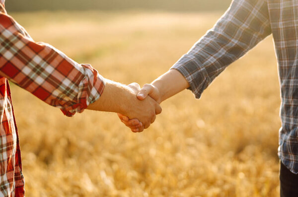 Close-up of two farmers shaking hands against a sunset wheat field. Men shaking hands in an agricultural golden field. Business, contract concept.