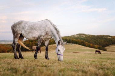 Yetişkin gri bir at, arka planda dağlar olan geniş bir yamaçta otluyor. Kısrak sakince yürüyor ve açık havada özgür hissediyor. Vahşi yaşam konsepti.