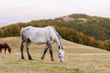 Yetişkin gri bir at, arka planda dağlar olan geniş bir yamaçta otluyor. Kısrak sakince yürüyor ve açık havada özgür hissediyor. Vahşi yaşam konsepti.