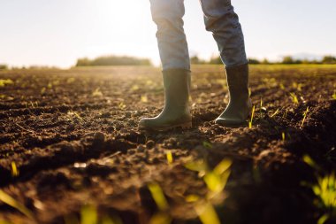 Tarımsal bir arazide lastik botlarla bir çiftçinin ayaklarının yakın çekimi. Genç filizlerle günbatımı tarlasında duran çiftçi. Tarım kavramı, kalite kontrolü.