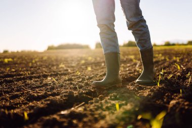Tarımsal bir arazide lastik botlarla bir çiftçinin ayaklarının yakın çekimi. Genç filizlerle günbatımı tarlasında duran çiftçi. Tarım kavramı, kalite kontrolü.