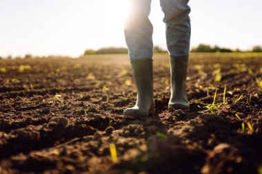 Tarımsal bir arazide lastik botlarla bir çiftçinin ayaklarının yakın çekimi. Genç filizlerle günbatımı tarlasında duran çiftçi. Tarım kavramı, kalite kontrolü.
