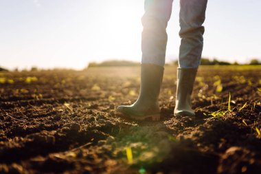 Tarımsal bir arazide lastik botlarla bir çiftçinin ayaklarının yakın çekimi. Genç filizlerle günbatımı tarlasında duran çiftçi. Tarım kavramı, kalite kontrolü.