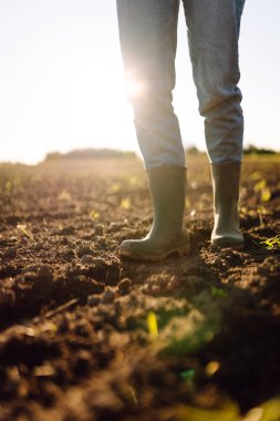 Tarımsal bir arazide lastik botlarla bir çiftçinin ayaklarının yakın çekimi. Genç filizlerle günbatımı tarlasında duran çiftçi. Tarım kavramı, kalite kontrolü.