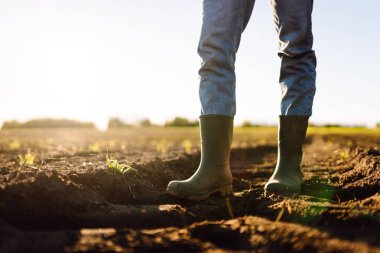 Tarımsal bir arazide lastik botlarla bir çiftçinin ayaklarının yakın çekimi. Genç filizlerle günbatımı tarlasında duran çiftçi. Tarım kavramı, kalite kontrolü.