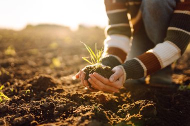 Çiftçinin elleri bir tarım tarlasında dururken yeşil bir bitkiyi tutuyor. Kadın tarım uzmanı gün batımında hasatın kalitesini kontrol ediyor. Bahçıvanlık, tarım kavramı.