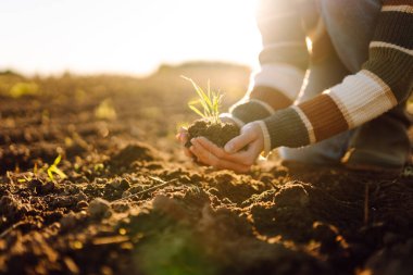 Çiftçinin elleri bir tarım tarlasında dururken yeşil bir bitkiyi tutuyor. Kadın tarım uzmanı gün batımında hasatın kalitesini kontrol ediyor. Bahçıvanlık, tarım kavramı.