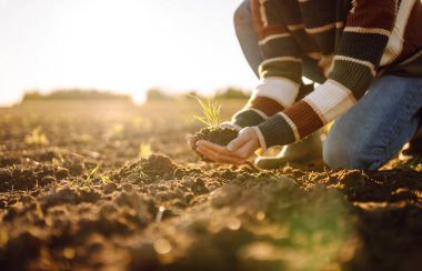Çiftçinin elleri bir tarım tarlasında dururken yeşil bir bitkiyi tutuyor. Kadın tarım uzmanı gün batımında hasatın kalitesini kontrol ediyor. Bahçıvanlık, tarım kavramı.