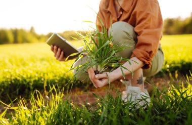 Genç bir çiftçinin elinde yeşil bir filiz ve elinde bir pano olan bir tarım arazisindeki yakın plan fotoğrafı. Deneyimli bir tarım uzmanı gün batımında mahsulün kalitesini ve büyümesini kontrol eder. Bahçıvanlık.