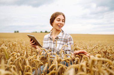 Elinde tabletle deneyimli bir kadın çiftçi altın kulaklı buğdayı inceliyor. Dişi tarımcı modern teknolojiyi kullanarak mahsulün kalitesini kontrol ediyor. Zengin hasat kavramı.