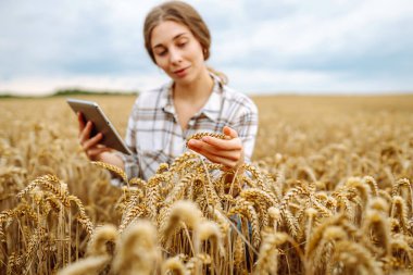 Elinde tabletle deneyimli bir kadın çiftçi altın kulaklı buğdayı inceliyor. Dişi tarımcı modern teknolojiyi kullanarak mahsulün kalitesini kontrol ediyor. Zengin hasat kavramı.