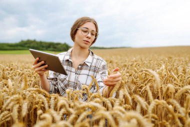 Elinde tabletle deneyimli bir kadın çiftçi altın kulaklı buğdayı inceliyor. Dişi tarımcı modern teknolojiyi kullanarak mahsulün kalitesini kontrol ediyor. Zengin hasat kavramı.