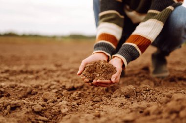 Tarımsal bir tarlada elinde toprak tutan dişi bir çiftçinin yakın çekimi. Kadın elleri dışarıdaki siyah toprağın kalitesini kontrol ediyor. Kontrol kavramı, kalite. Tarım.