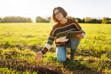 Modern tabletli genç kadın çiftçi yeşil tarım alanında. Tarlada çalışan dişi tarımcı yeşil buğday kalitesini kontrol ediyor. Teknoloji ve tarım kavramı.