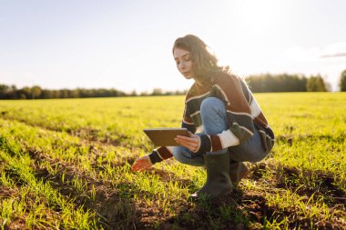Modern tabletli genç kadın çiftçi yeşil tarım alanında. Tarlada çalışan dişi tarımcı yeşil buğday kalitesini kontrol ediyor. Teknoloji ve tarım kavramı.
