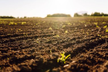 Bitkiler, sebzeler, gün batımında tohum ekmeden önce hazırlanan kara toprağın yakın çekimi. Bereketli arazi dokusu, kırsal arazi manzarası