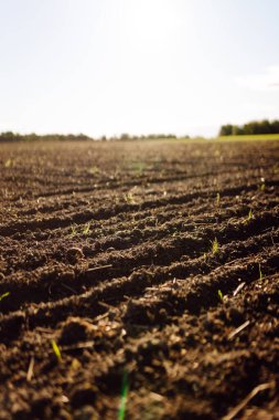 Bitkiler, sebzeler, gün batımında tohum ekmeden önce hazırlanan kara toprağın yakın çekimi. Bereketli arazi dokusu, kırsal arazi manzarası