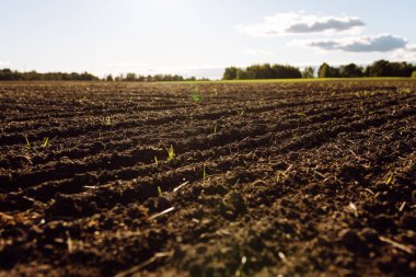 Bitkiler, sebzeler, gün batımında tohum ekmeden önce hazırlanan kara toprağın yakın çekimi. Bereketli arazi dokusu, kırsal arazi manzarası
