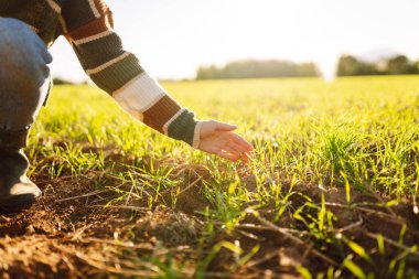 Dişi el, bitki filizini inceliyor. Tarlada çalışan dişi tarımcı yeşil buğday kalitesini kontrol ediyor. Doğal tarım kavramı, tarım