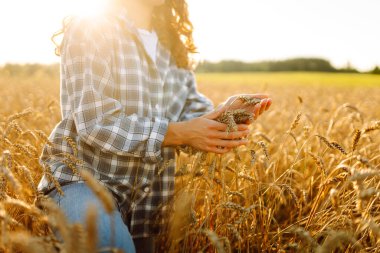 Kadın çiftçi altın olgun tarlanın ortasında gün batımında buğday dikenlerinin kalitesini kontrol ediyor. Çiftlik işçisi hasattan önce buğday başaklarını inceler. Tarım kavramı
