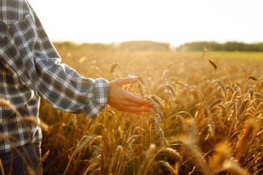 Kadın çiftçi altın olgun tarlanın ortasında gün batımında buğday dikenlerinin kalitesini kontrol ediyor. Çiftlik işçisi hasattan önce buğday başaklarını inceler. Tarım kavramı