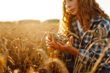 Kadın çiftçi altın olgun tarlanın ortasında gün batımında buğday dikenlerinin kalitesini kontrol ediyor. Çiftlik işçisi hasattan önce buğday başaklarını inceler. Tarım kavramı