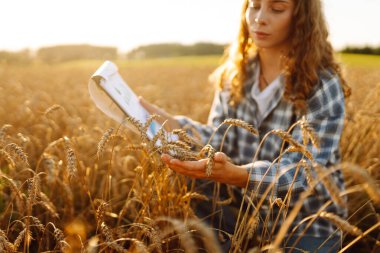 Kadın çiftçi altın olgun tarlanın ortasında gün batımında buğday dikenlerinin kalitesini kontrol ediyor. Çiftlik işçisi hasattan önce buğday başaklarını inceler. Tarım kavramı