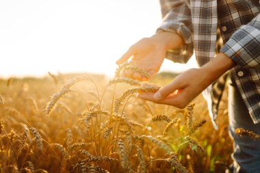 Kadın çiftçi altın olgun tarlanın ortasında gün batımında buğday dikenlerinin kalitesini kontrol ediyor. Çiftlik işçisi hasattan önce buğday başaklarını inceler. Tarım kavramı