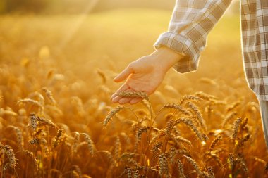 Kadın çiftçi altın olgun tarlanın ortasında gün batımında buğday dikenlerinin kalitesini kontrol ediyor. Çiftlik işçisi hasattan önce buğday başaklarını inceler. Tarım kavramı