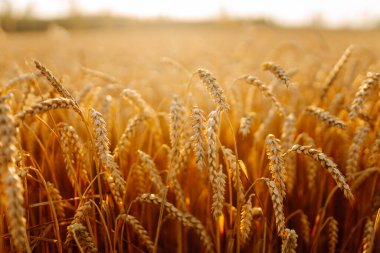 Buğdaydan altın kulaklar, gün batımının ışınlarında küre. Altın tarla üzerinde olgunlaşmış buğday. Tarım kavramı, zengin hasat.
