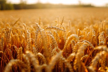 Buğdaydan altın kulaklar, gün batımının ışınlarında küre. Altın tarla üzerinde olgunlaşmış buğday. Tarım kavramı, zengin hasat.
