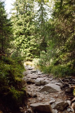 Her iki tarafında kayalık çıkıntılar ve sık ormanlar olan güzel manzaralı bir patika. Göz kamaştırıcı dağ manzarası. Doğa, manzara konsepti.
