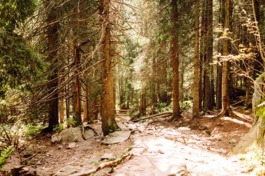 Her iki tarafında kayalık çıkıntılar ve sık ormanlar olan güzel manzaralı bir patika. Göz kamaştırıcı dağ manzarası. Doğa, manzara konsepti.